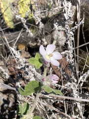 Malacothamnus clementinus