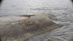 Larus argentatus smithsonianus