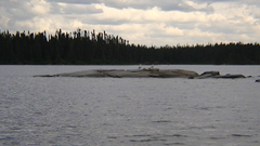 Larus argentatus smithsonianus