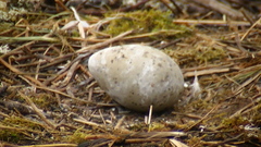 Larus argentatus smithsonianus