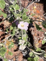 Malacothamnus clementinus