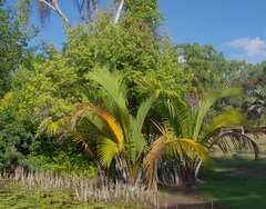 Camptostemon schultzii