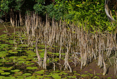 Camptostemon schultzii