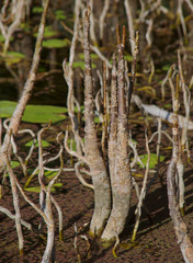 Camptostemon schultzii