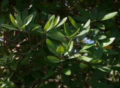 Camptostemon schultzii