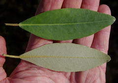 Camptostemon schultzii