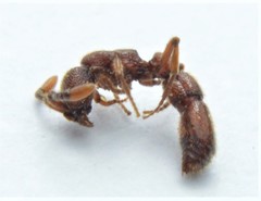 Syscia augustae