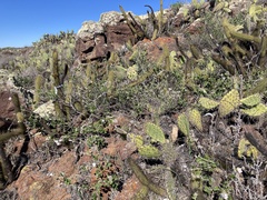 Malacothamnus clementinus