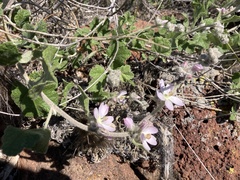 Malacothamnus clementinus