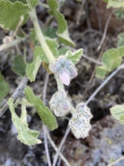 Malacothamnus clementinus