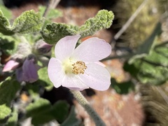 Malacothamnus clementinus