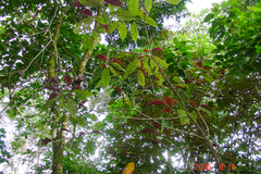 Miconia calvescens