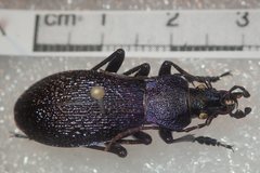 Carabus croaticus bosnicus