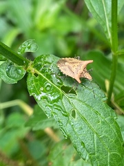 Euschistus cornutus