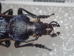 Carabus croaticus bosnicus