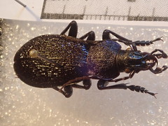 Carabus croaticus bosnicus