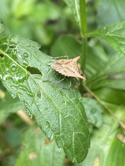 Euschistus cornutus
