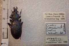 Carabus croaticus bosnicus