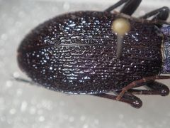 Carabus croaticus bosnicus
