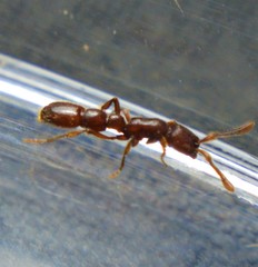 Syscia augustae