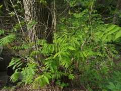 Pterocarya rhoifolia