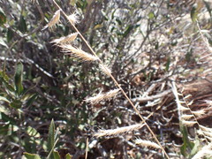 Bouteloua radicosa