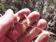 Bouteloua radicosa
