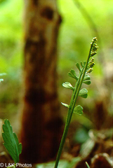 Botrychium crenulatum