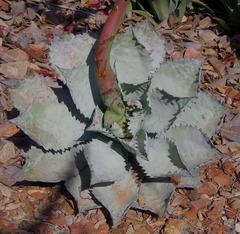 Agave isthmensis