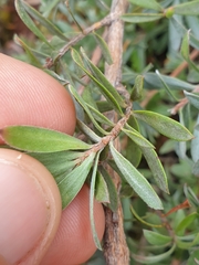 Kunzea sinclairii