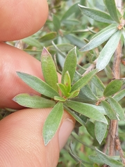 Kunzea sinclairii