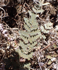 Notholaena grayi