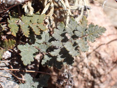 Notholaena grayi
