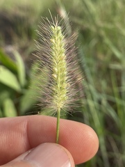 Setaria surgens