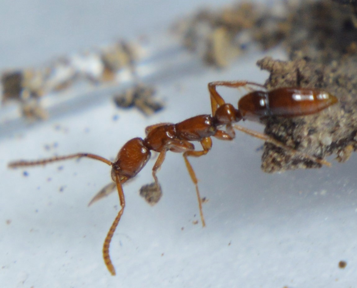 Leptogenys rufa