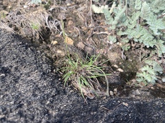 Tripogonella loliiformis