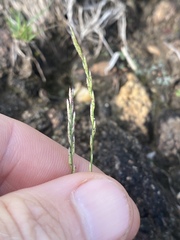 Tripogonella loliiformis