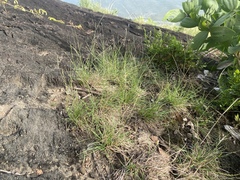 Tripogonella loliiformis