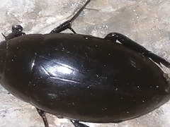 Hydrophilus insularis