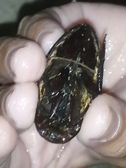 Hydrophilus insularis