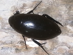 Hydrophilus insularis