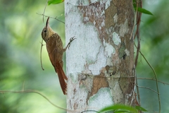 Xiphorhynchus fuscus