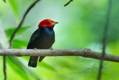 Ceratopipra rubrocapilla