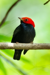 Ceratopipra rubrocapilla