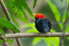 Ceratopipra rubrocapilla