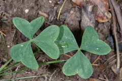 Oxalis dimidiata