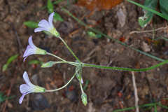 Oxalis dimidiata