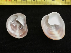 Crepipatella dilatata