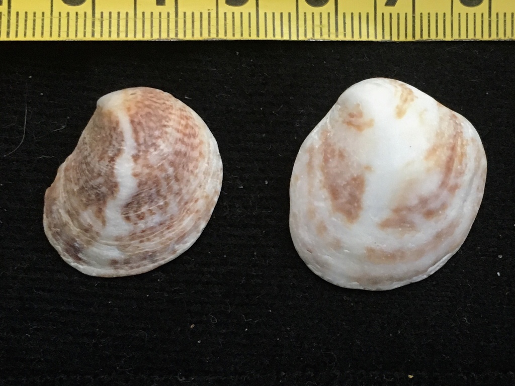 Crepipatella dilatata