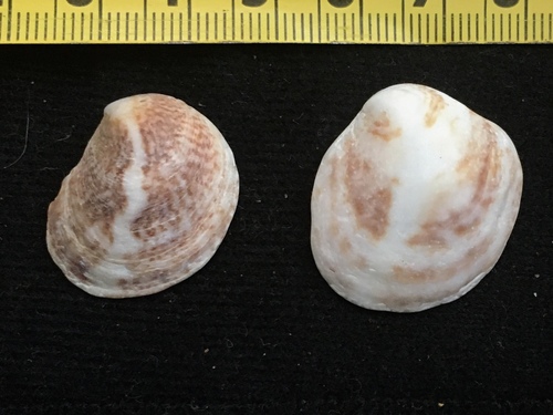 Crepipatella dilatata